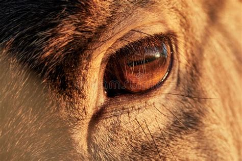 Close Up Of Brown Deer Eye Stock Image Image Of Brown 237942035