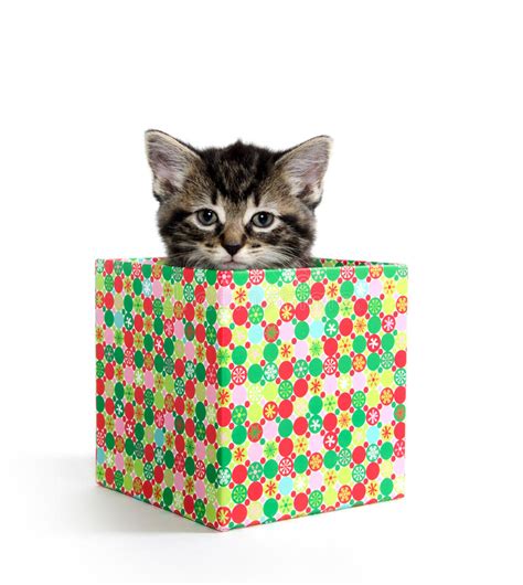 Cute Tabby Kitten In A Box Stock Image Image Of Adorable
