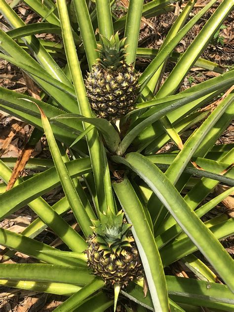Growing Pineapple at Home - BloominThyme