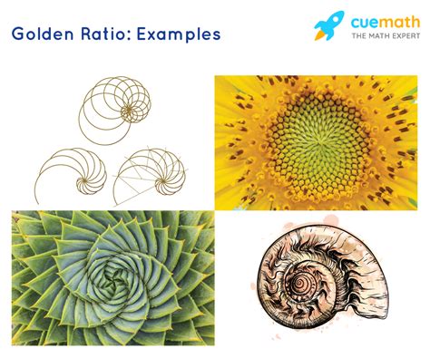 Golden Ratio Definition Formula Examples