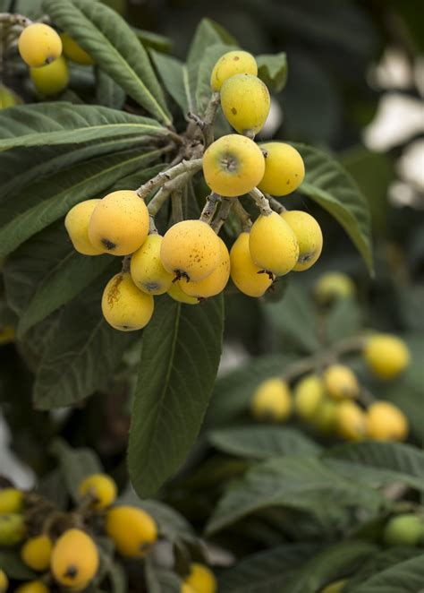 Sow Exotic Tropical Fruit And Spice Trees Loquat Champagne Eriobotrya