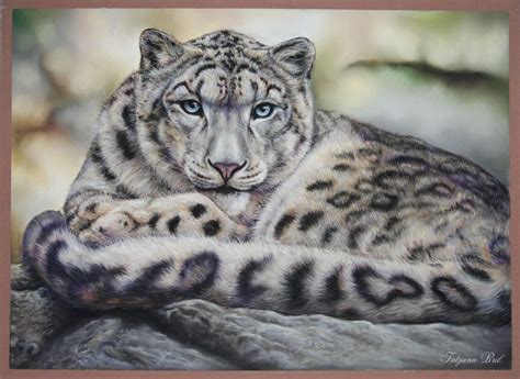 Snow Leopard Pastel Drawing By Tatjana Bril Artfinder