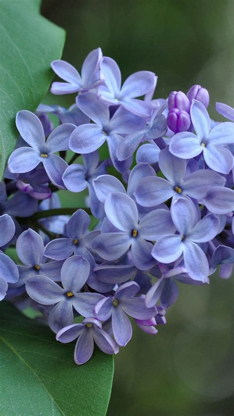 Wallpaper Purple Lilac Inflorescence Flowers Photography 3840x2160