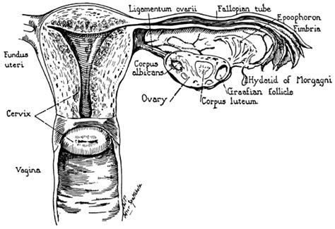 clinical anatomy of the uterus fallopian tubes and ovaries glowm my xxx hot girl