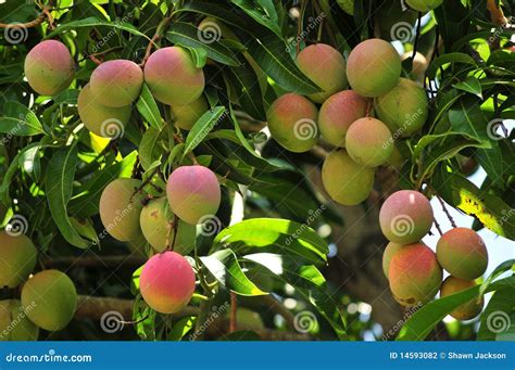 Ripening Mangoes On Tree Stock Photo Image Of Outdoors 14593082