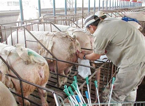 La Inseminación Artificial Y Sus Ventajas En La Cría De Cerdos El