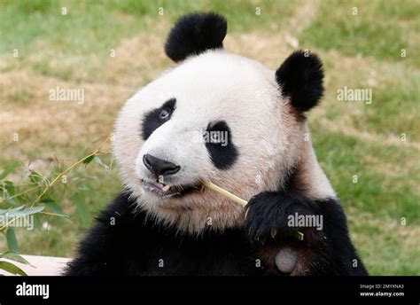 Two Year Old Female Giant Panda Named Ai Bao Eats Bamboo During A