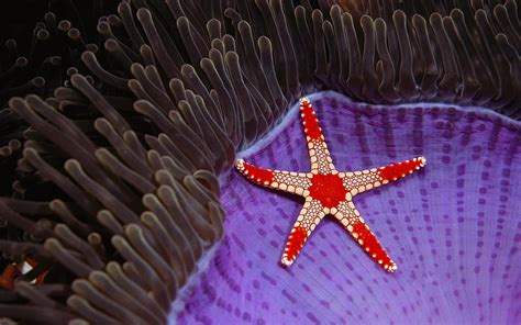 Necklace Sea Star On Anemone Hd Wallpaper Pxfuel