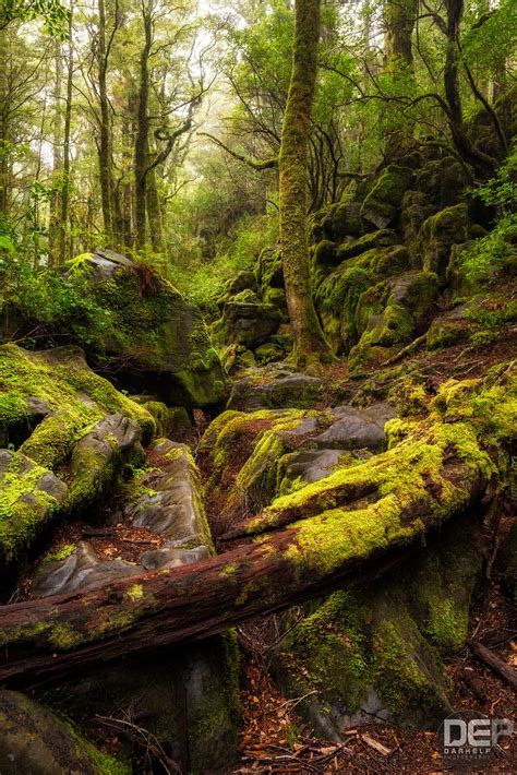 Ancient Forest By Darkelf Photography 500px Ancient Forest Forest