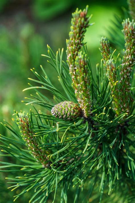 Pinus Mugo Ophir With Beautiful Young Shoots And Green Cone Close Up