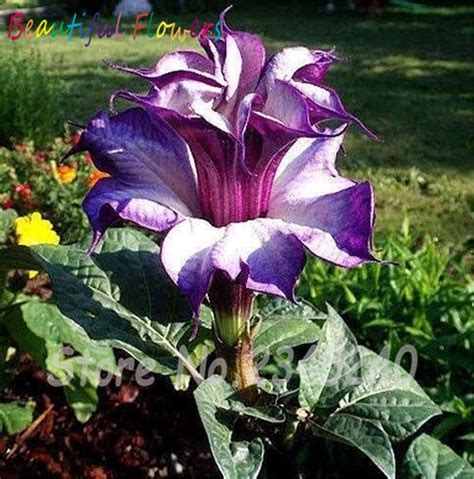 20 Purple Moonflower Seeds Gorgeous Night Blooming Beautiful Garden