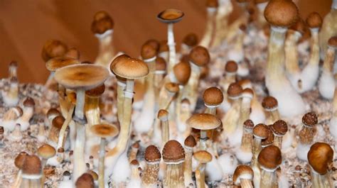 Researchers say magic mushrooms are 'promising' for treating depression
