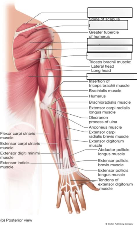 Bsc 215 Lab Exam 3 Upper Limb I Diagram Quizlet