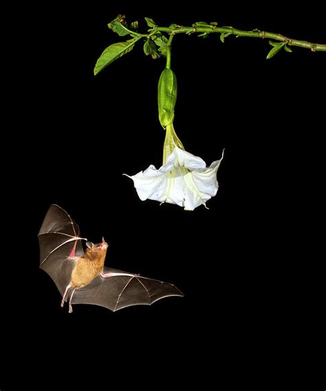 Pallass Long Tongued Bat Photograph By Ivan Kuzmin Fine Art America