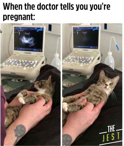 Funny Pregnant Cat Meme Finds Out Pregnant The Jest