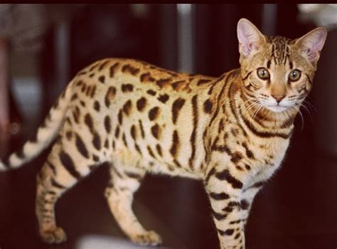 The only thing that is moderate is the medium leg length. Bengal Cat - house leopard | Spotted cat, Bengal cat, Cute ...