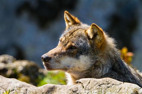 Nein Zum Jagdgesetz Nun Beginnt Der Streit Um Den Wolf Wieder Von