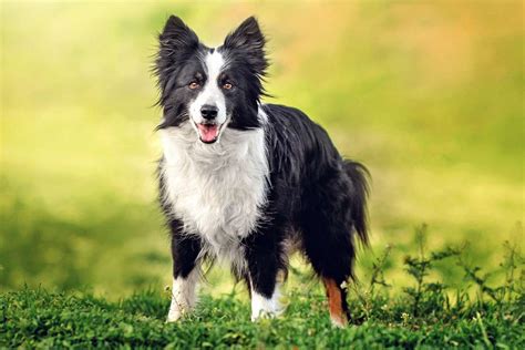 Border Collie Dog Breed Information And Characteristics Daily Paws