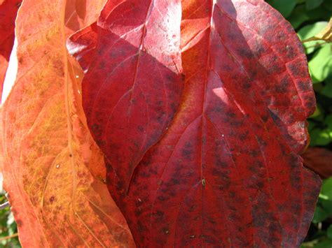 Detail Of Red Autumn Leaf Clippix Etc Educational Photos For