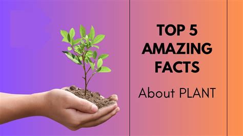 Top 5 Amazing Facts About Plants Facts About World Youtube
