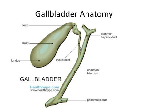 Gallbladder Anatomy Animation