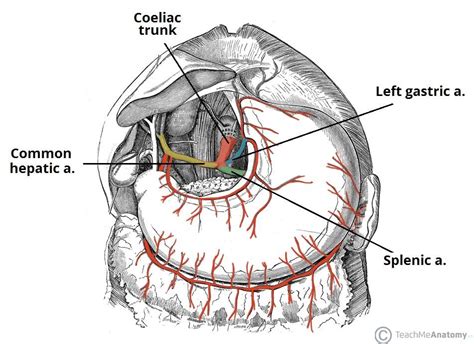Coeliac Trunk Celiac Artery Arteries Nursing Students
