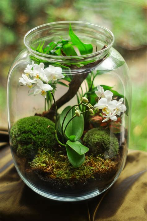 Clear Glass Terrarium With White Petaled Flowers · Free Stock Photo