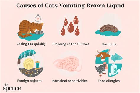 What To Do If Your Cat Is Vomiting Up Brown Liquid