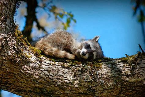 Do Raccoons Hibernate In Winter Hibernation For Kids