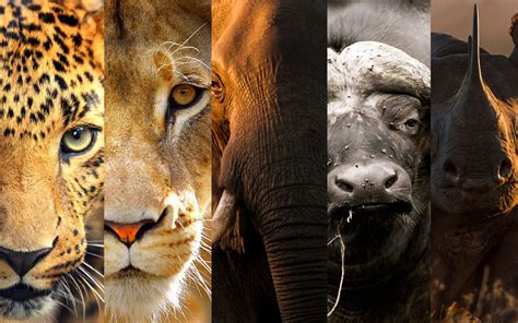 Which Of The Big Five Africananimals Are You
