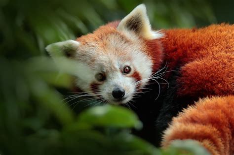 Beautiful Red Panda Lying On The Tree With Green Leaves Red Panda