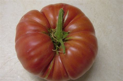 Buy Belgium Tomato Seeds Here