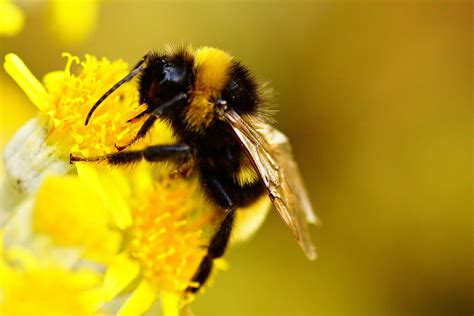Bumblebee Insect Wallpapers Wallpaper Cave