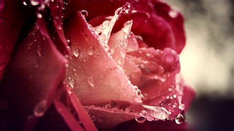 Download Wallpaper 1920x1080 Dew Drops Flower Rain Rose Full Hd