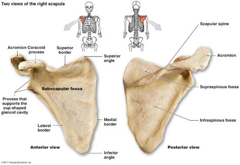 Scapula Bone Anatomy And Muscles Bone And Spine