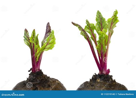 Fresh Red Beetroot Young Sprouts And Leaves Front View Beetroot