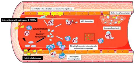 Ijms Free Full Text Platelets Are Critical Key Players In Sepsis