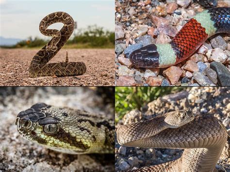 Snakes In Phoenix Seven Venomous Snakes That Are Found In The Valley