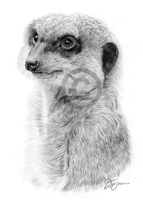 Pencil Drawing Of An Adult Meerkat By Uk Artist Gary Tymon