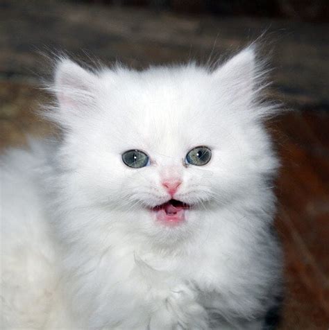 17 Reasons Why You Should Own A White Persian Cat My Persian Cat