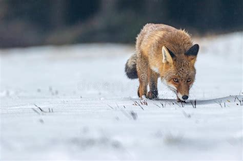 Red Fox Vulpes Vulpes Is Running In The Snow Stock Photo Image Of
