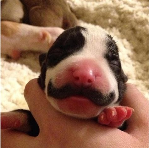 Some puppies don't need training to know how to socialize and connect with people, a new study finds. The Puppy Born With A Mustache