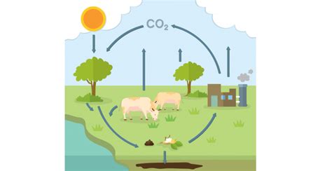 Ciclo Del Carbono Concepto Proceso E Importancia