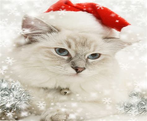 Christmas Cat Red Pretty Bonito Adorable Magic Xmas Sweet