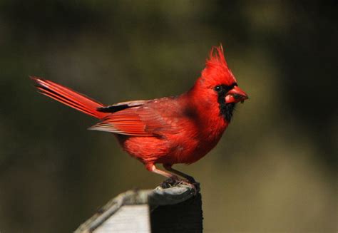 5 Places To Watch Spring Bird Migration In Upstate Ny