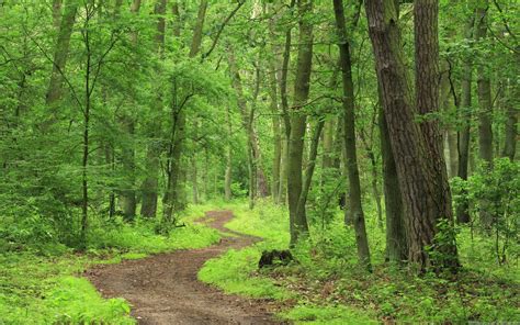 Banco De Imágenes Gratis Imágenes De Bosques Y Santuarios Naturales