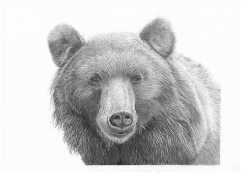 Bear Art Print Hand Drawn Animal Pencil Drawing A4 A5 Sizes Etsy
