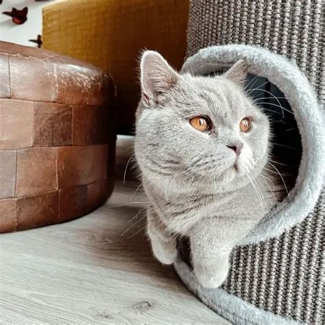 How Much Does A British Shorthair Cost The Definitive 2022 Guide 2023