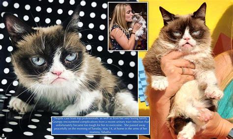 Internet Sensation Grumpy Cat Passes Away Grumpy Cat