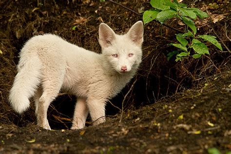 Rotfuchs Albino Forum Für Naturfotografen Süßeste Haustiere